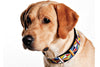"Primary" Beaded Dog Collar
