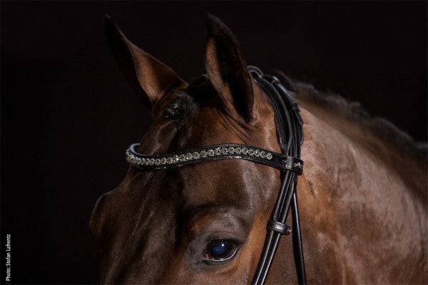 Schockemöhle Sport - Westminster Bridle - Exceptional Equestrian