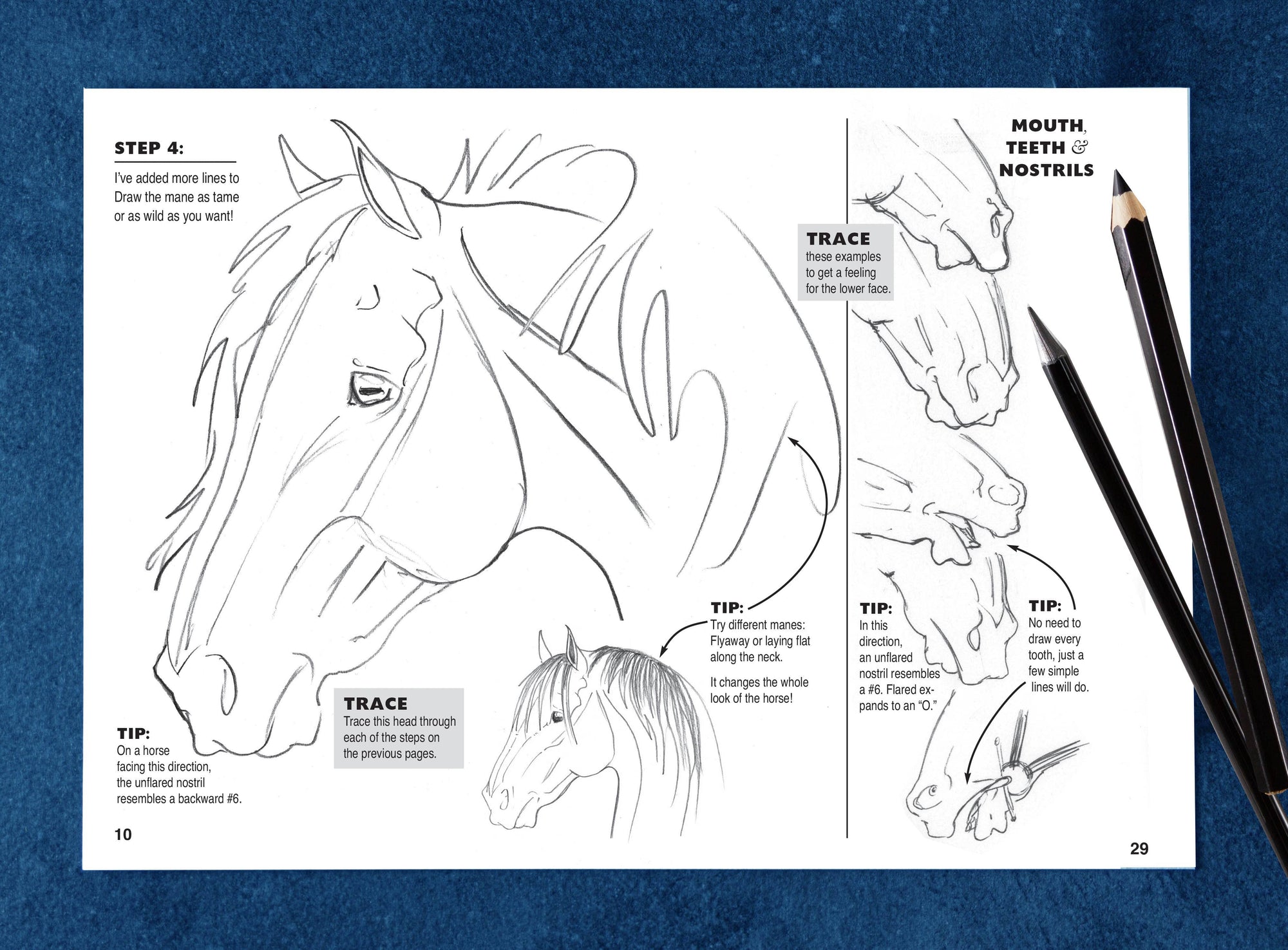 Horse Hollow Press - Art Book Animal Horse / Anyone Can Draw Horses / All ages