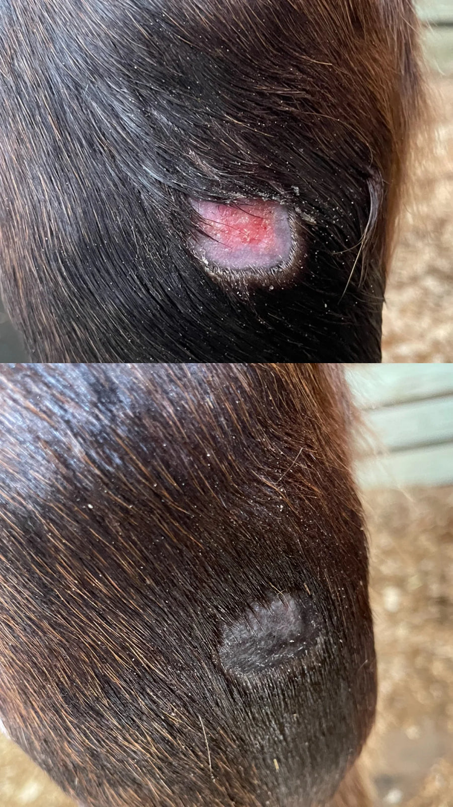 Purvida Barrier Balm - Natural Skin Salve for Horses