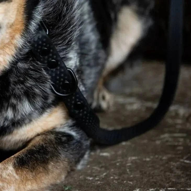 Ace Equestrian PRO4MANCE | Com4rt Grip Dog Leash - Exceptional Equestrian