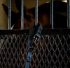 Ace Equestrian PRO4MANCE | Com4rt Grip Dog Leash