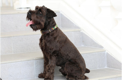 TKC Exclusive Holiday Argyle Beaded Dog Collar