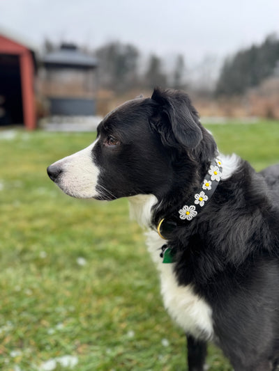 Daisy's Beaded Dog Collar