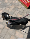 "Maasai Shield Argyle " Beaded Dog Lead