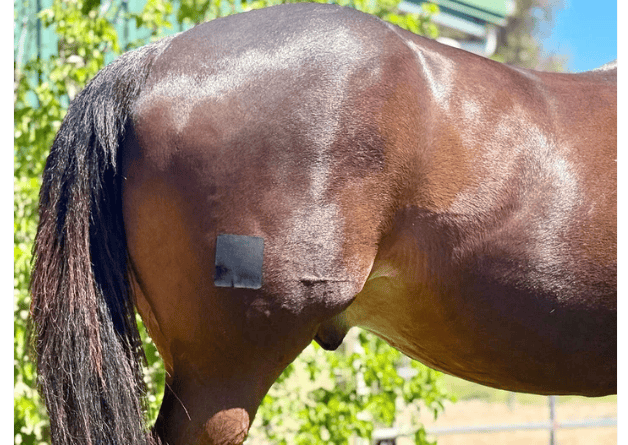 Equi-Fixt Adhesive Kit