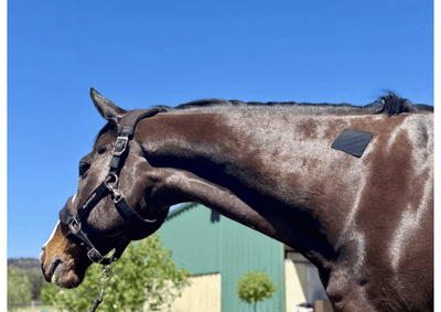 Equi-Fixt Adhesive Kit