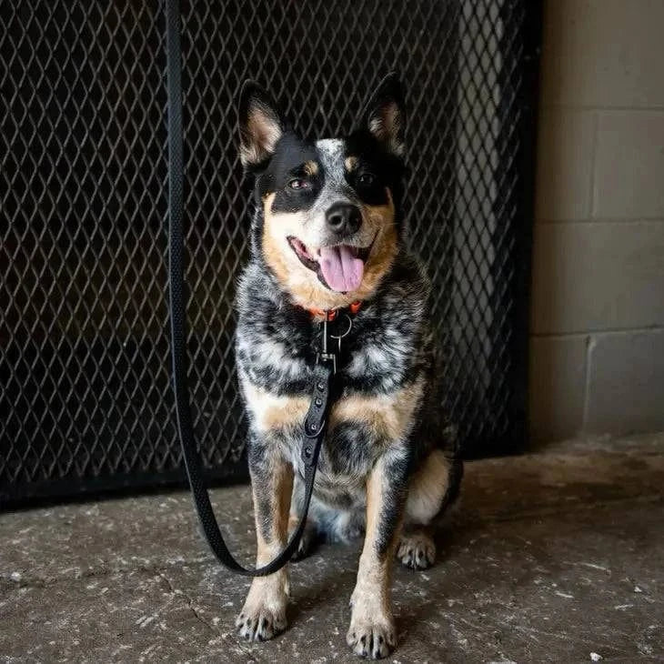 Ace Equestrian PRO4MANCE | Com4rt Grip Dog Leash - Exceptional Equestrian