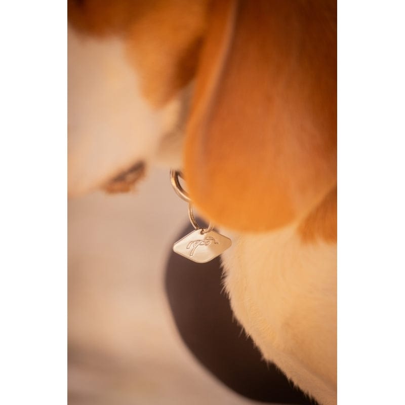Pénélope - Billie Dog Collar
