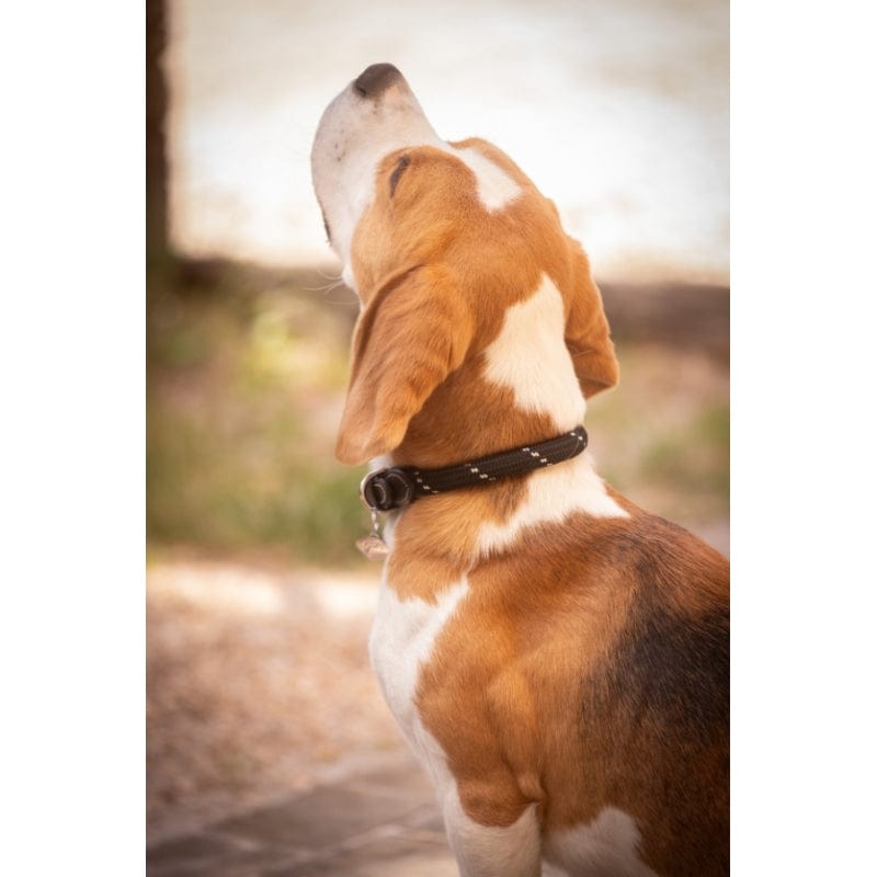 Pénélope - Billie Dog Collar
