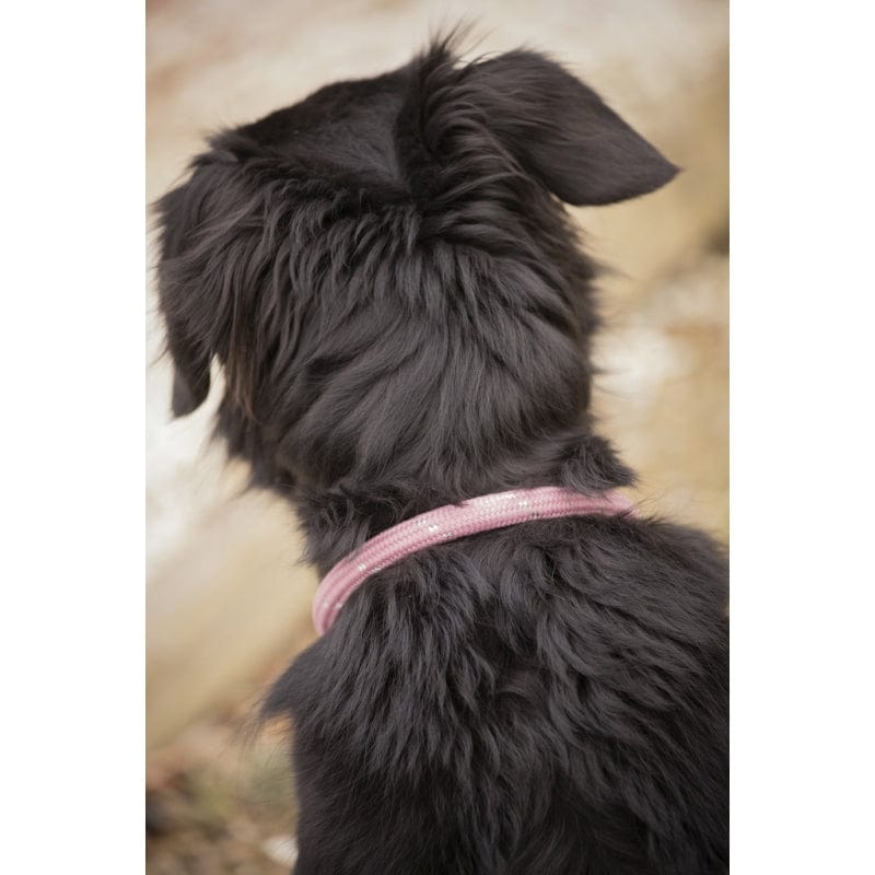 Pénélope - Billie Dog Collar