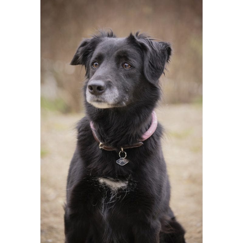 Pénélope - Billie Dog Collar