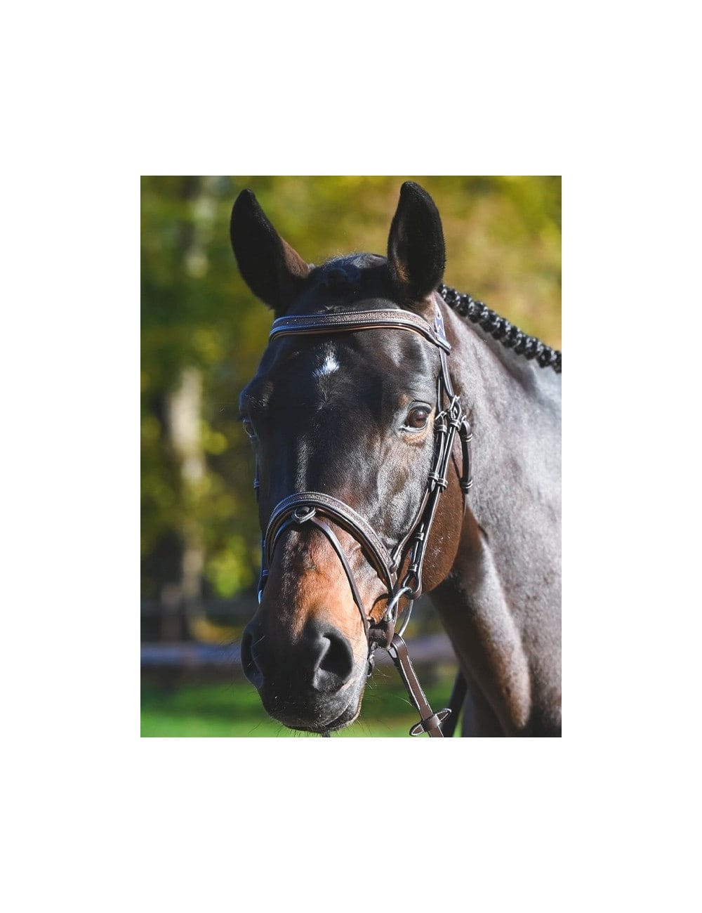 Carat Bridle - One Collection Premium - Exceptional Equestrian
