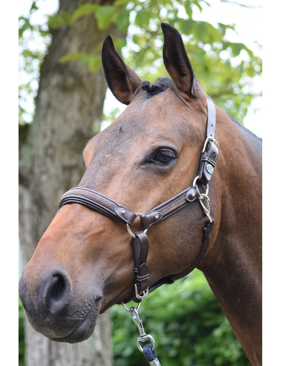 Jump'in - Crystal halter - Week Collection - FULL BROWN ONLY