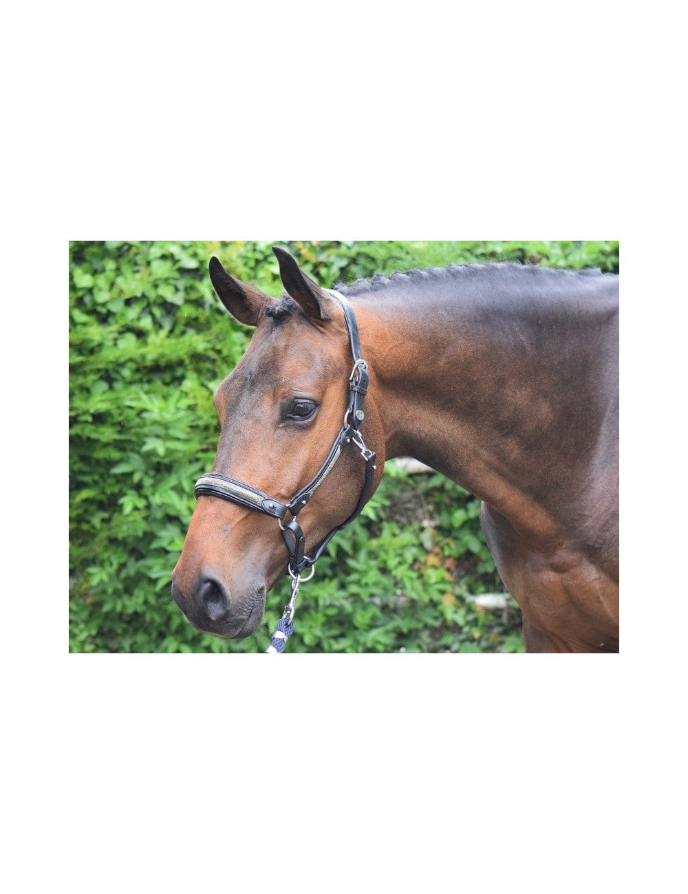 Jump'in - Crystal halter - Week Collection - FULL BROWN ONLY