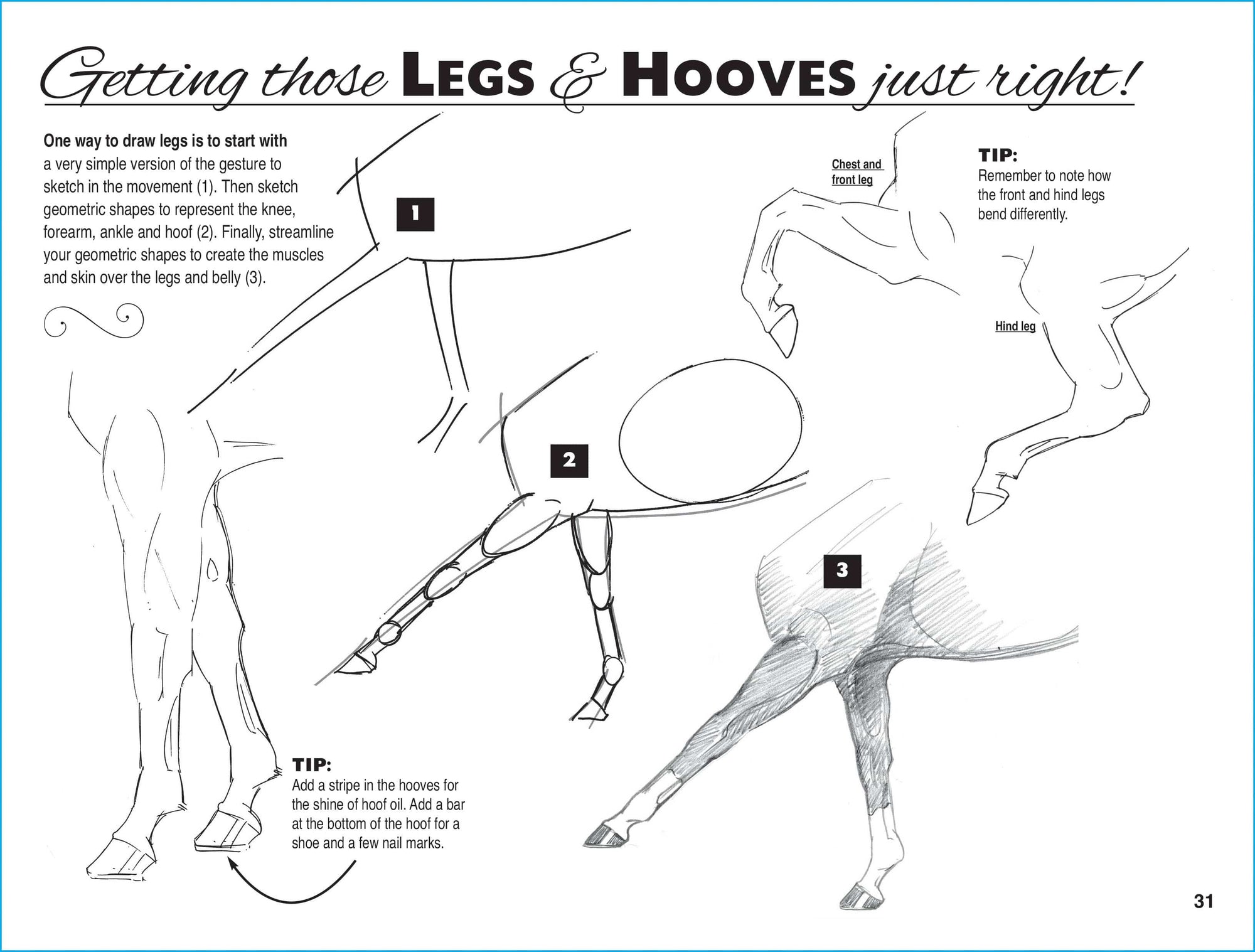 Horse Hollow Press - Art Book Animal Horse / Anyone Can Draw Horses / All ages