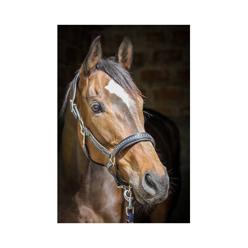 Pénélope - Point Sellier Leather Halter - Exceptional Equestrian