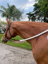 DziaSport - Rubber Reins, Colored - Clip On - PONY