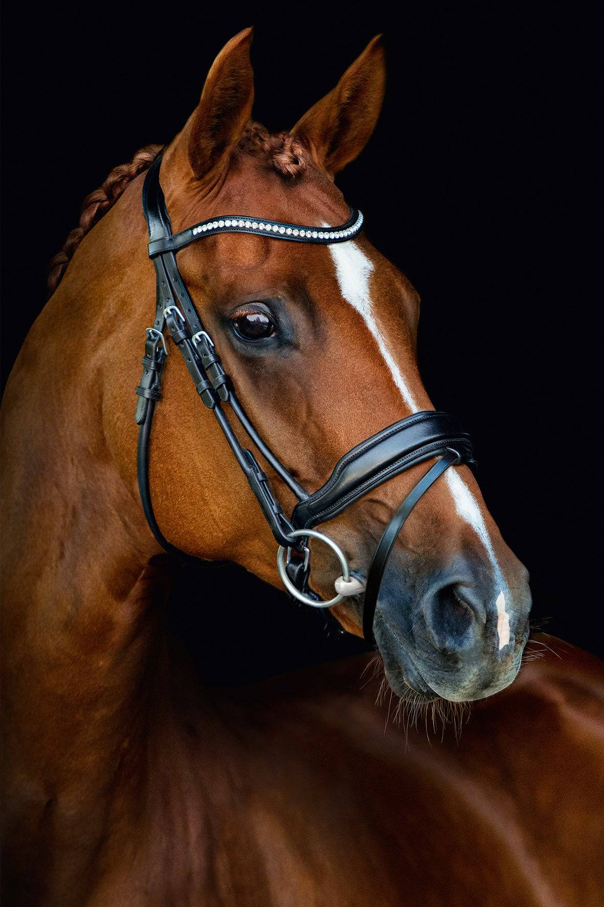 Schockemöhle - MALIBU ANATOMICAL DRESSAGE BRIDLE - Exceptional Equestrian