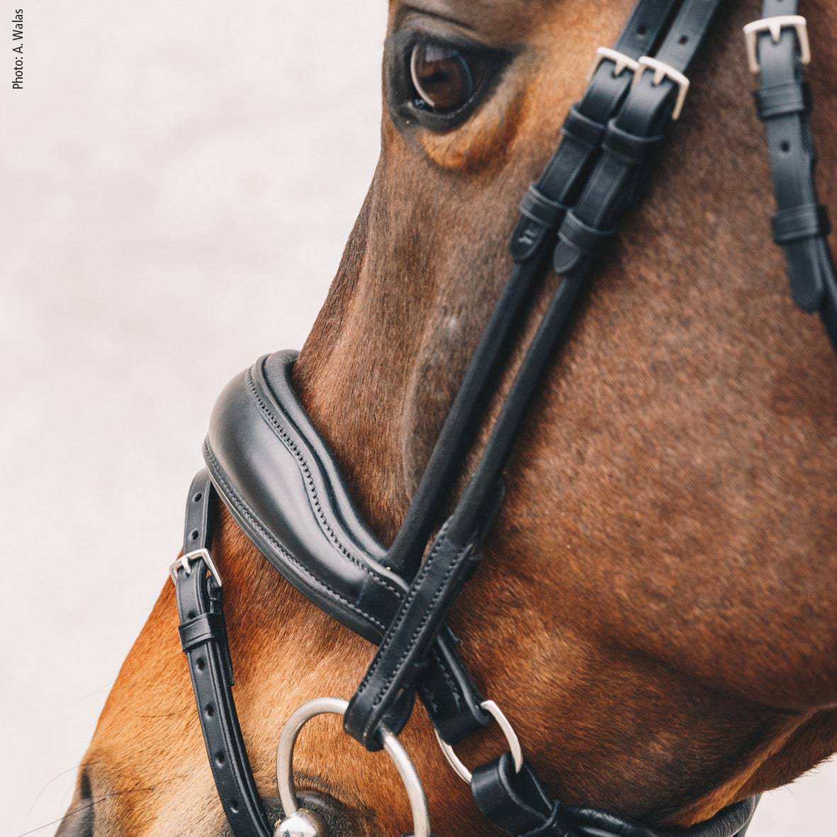 Schockemöhle - MALIBU ANATOMICAL DRESSAGE BRIDLE - Exceptional Equestrian
