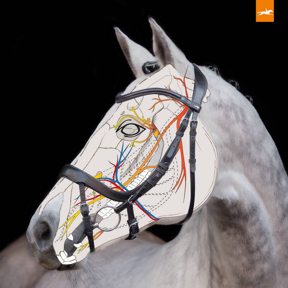 Schockemöhle  - EQUITUS ALPHA ANATOMICAL BRIDLE - Exceptional Equestrian