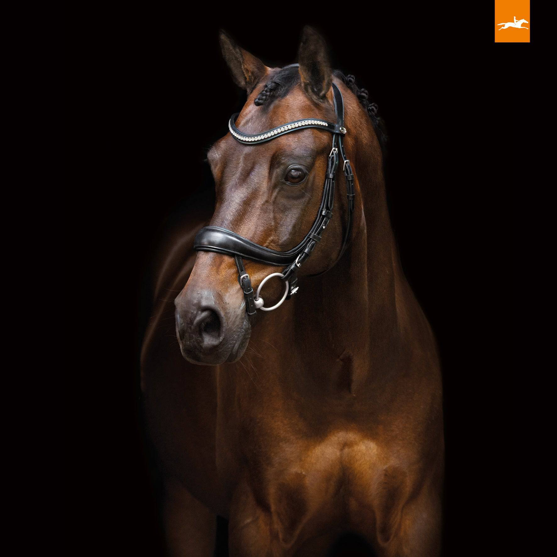 Schockemöhle - EQUITUS BETA ANATOMICAL BRIDLE - Exceptional Equestrian