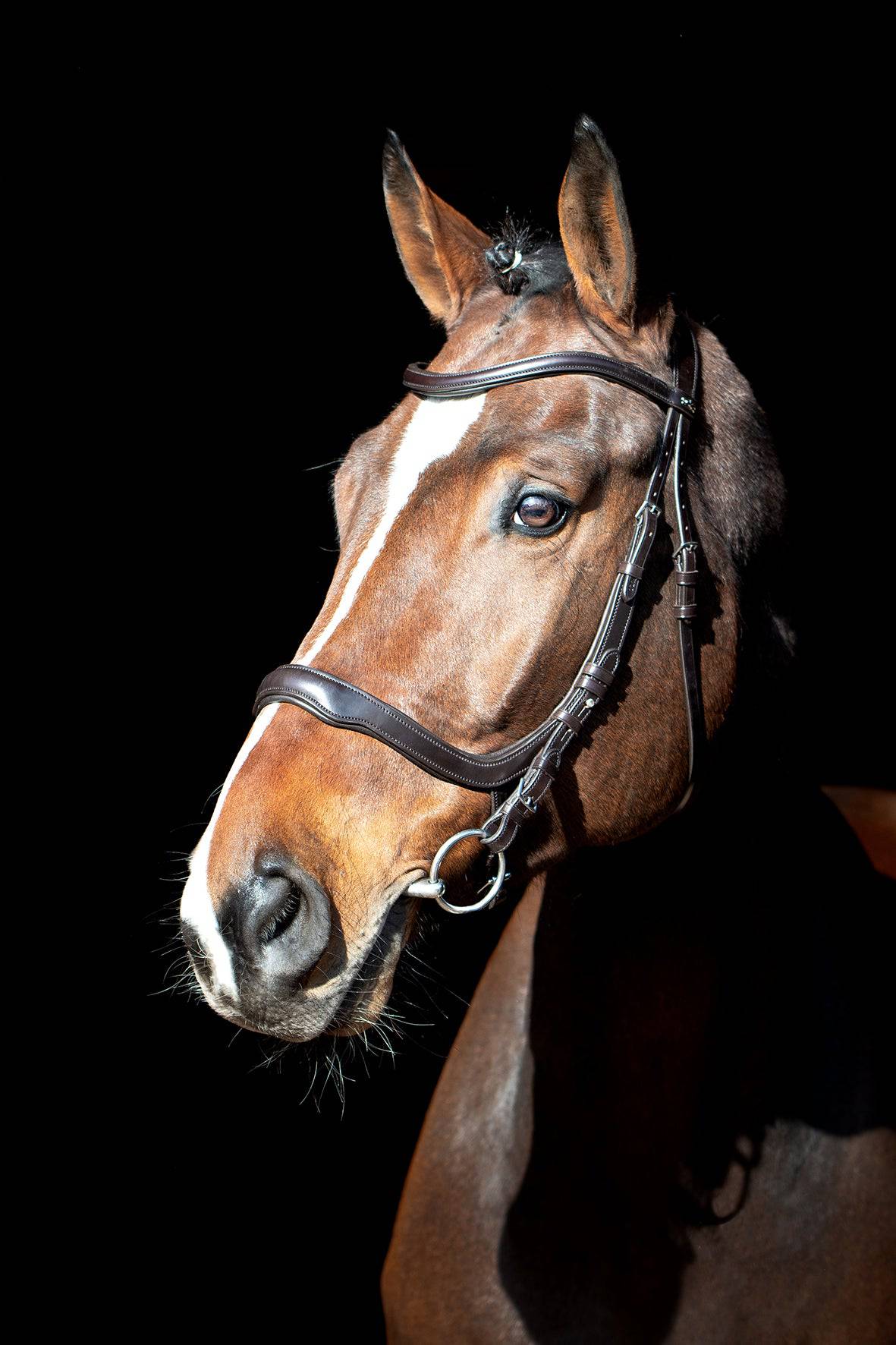 Schockemöhle - EQUITUS DELTA - Exceptional Equestrian