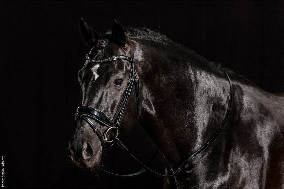 Schockemöhle - Stanford Glam Bridle - Exceptional Equestrian