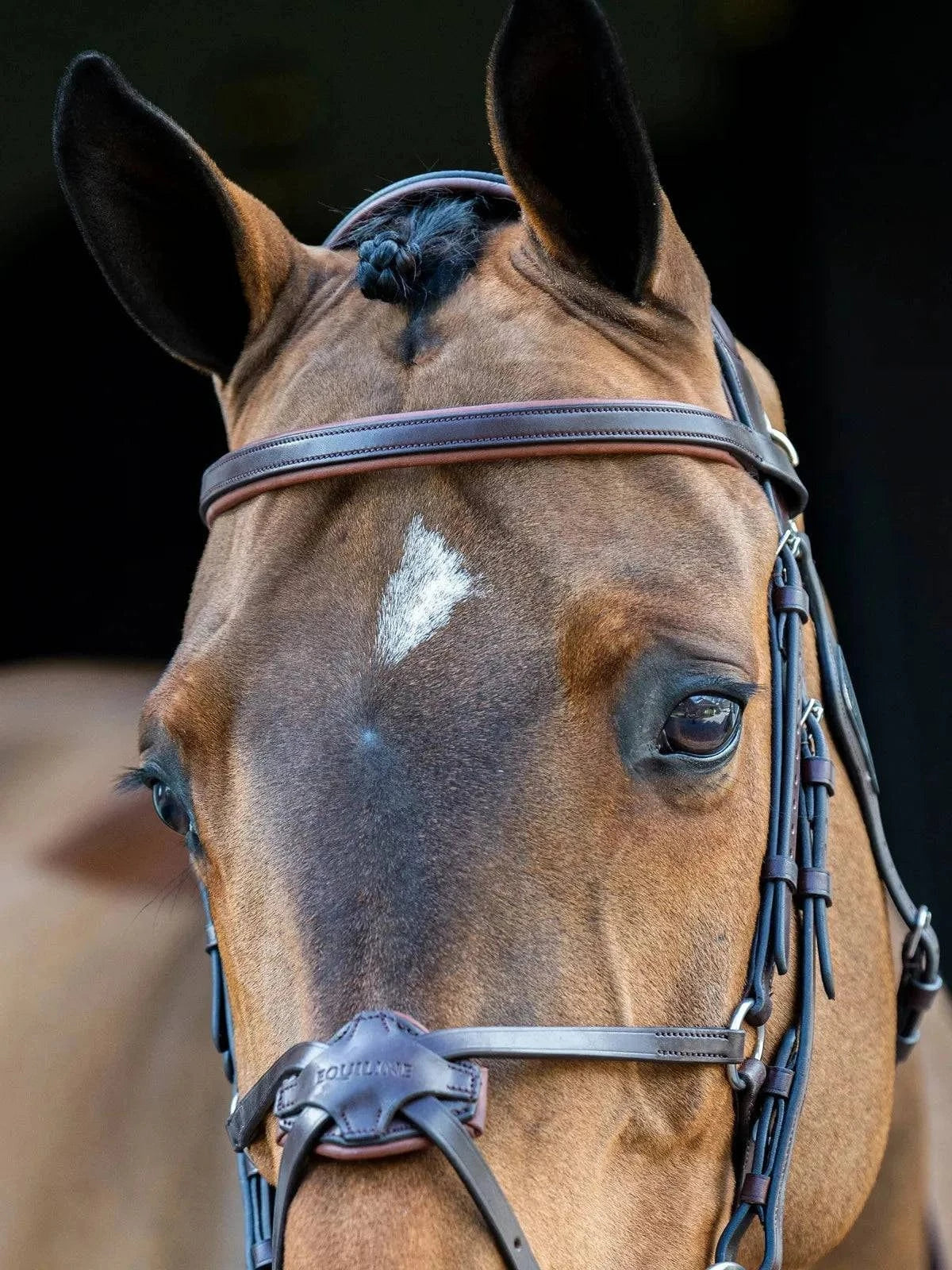 Equiline Padded Browband - Exceptional Equestrian