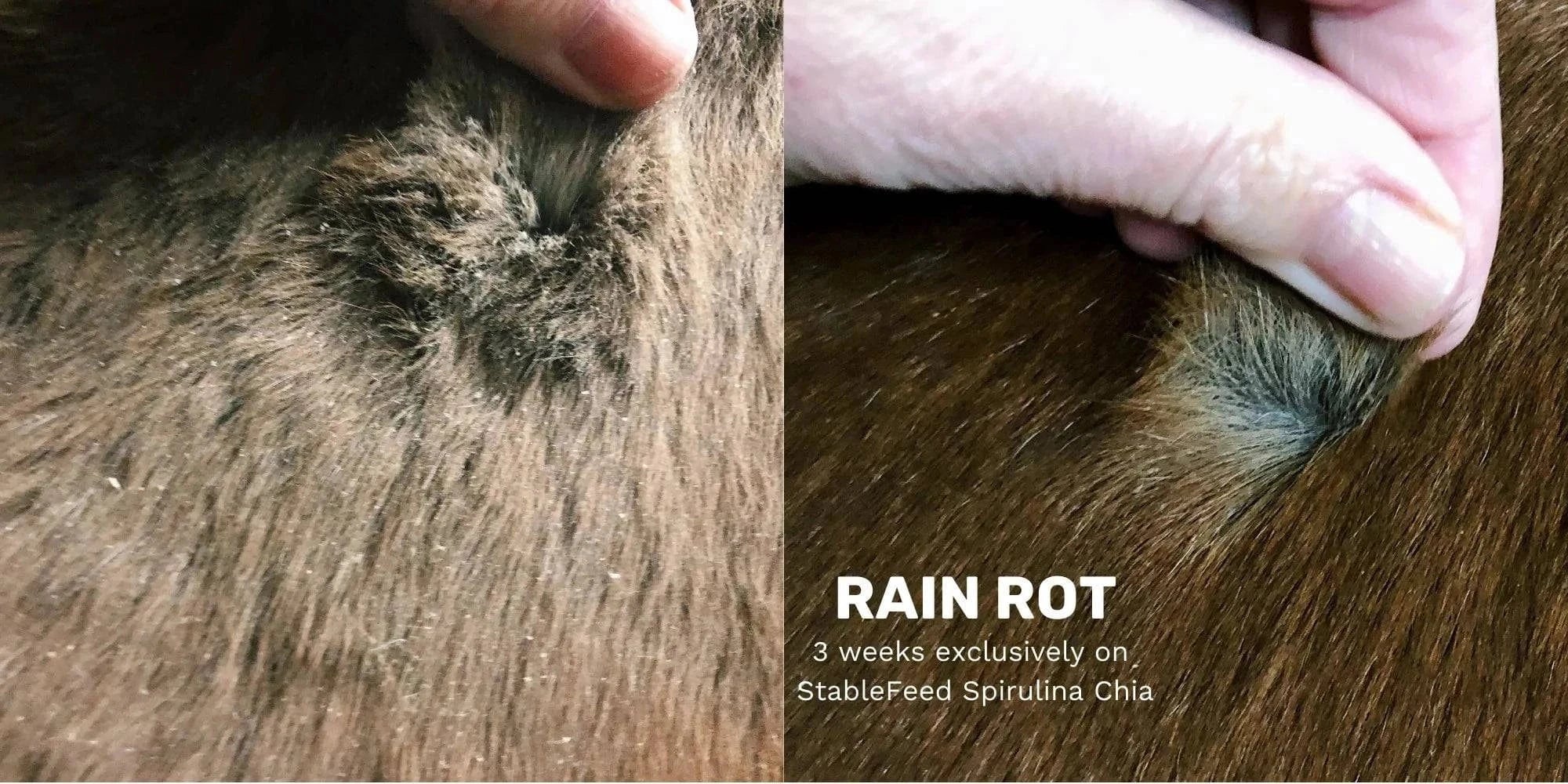 StableFeed SPIRULINA SUPPLEMENT LOOSE - IMMUNE SUPPORTl - Exceptional Equestrian