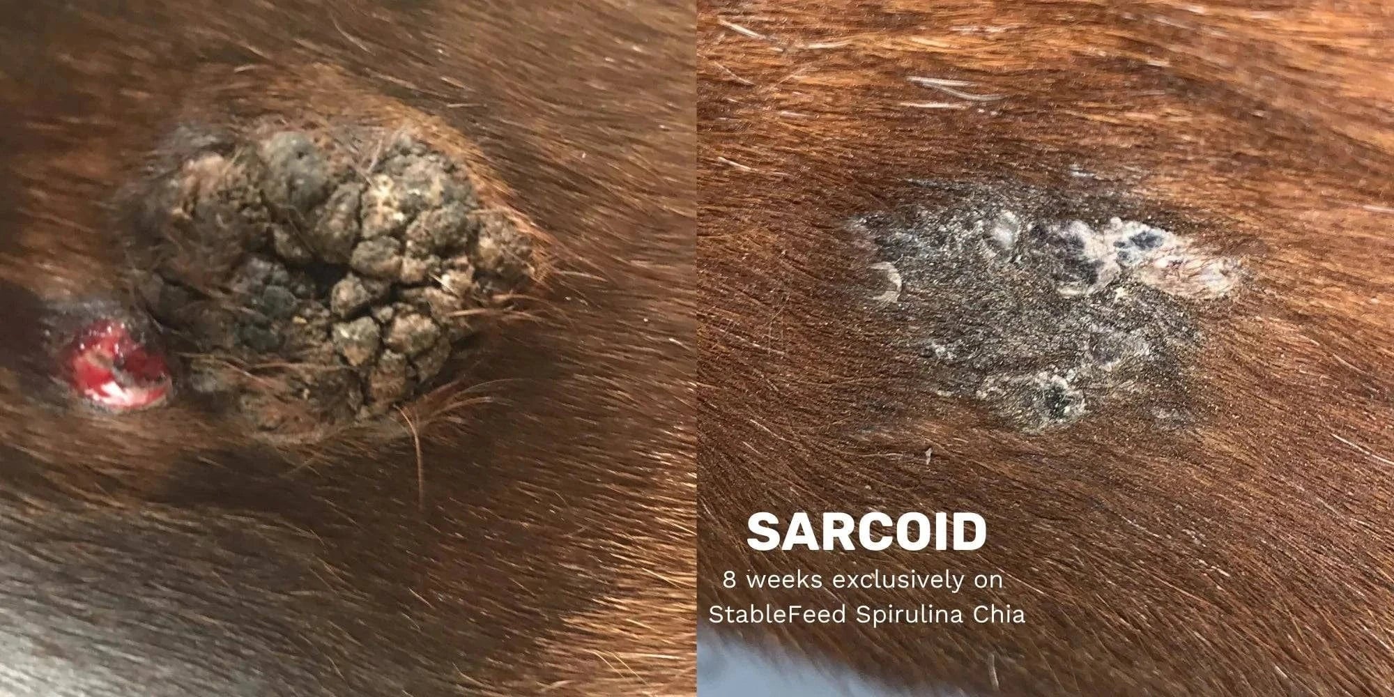 StableFeed SPIRULINA SUPPLEMENT LOOSE - IMMUNE SUPPORTl - Exceptional Equestrian