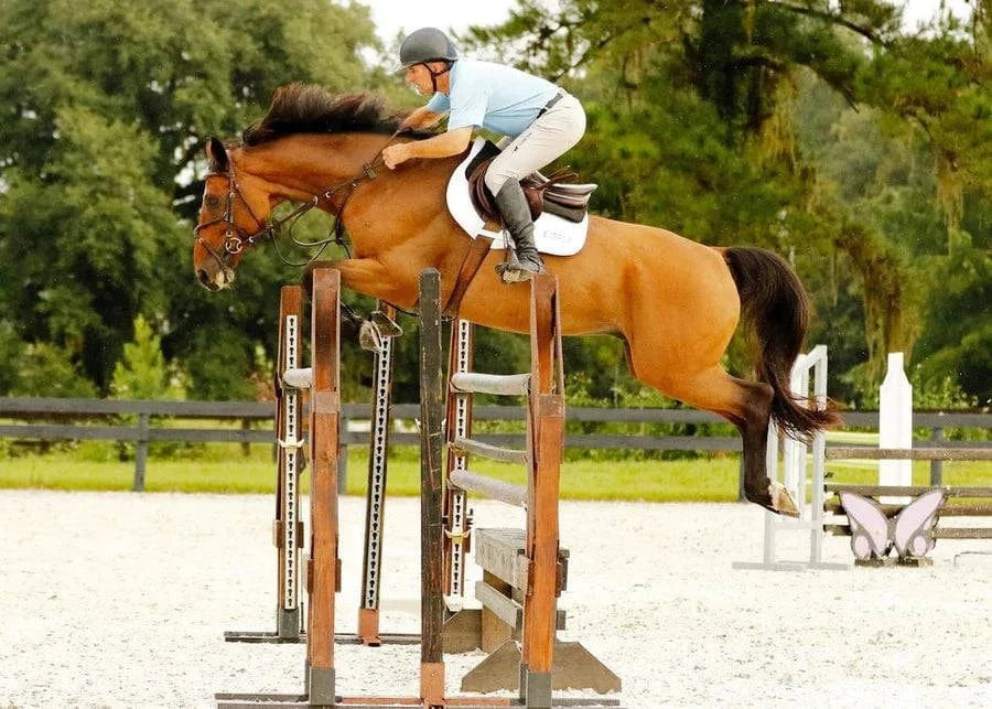 Correct Connect™ - Aaron Vale Rein with 3 Padded Hand Grips - Exceptional Equestrian