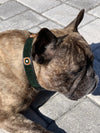 "The Babington Collection" Beaded Dog Collars