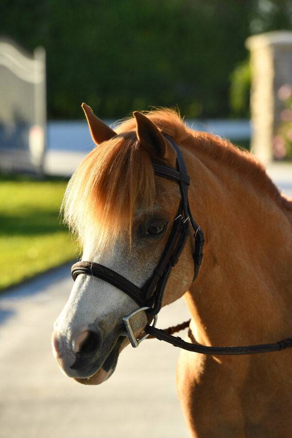 Belle & Bow GLENMORE FANCY STITCH PADDED BRIDLE