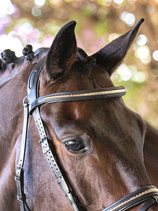 Equiline Browband w/ Gold Clincher - Exceptional Equestrian