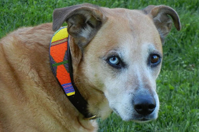 "Hippo Circus" Beaded Dog Collar