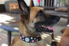 "Dots Pink" Beaded Dog Collar