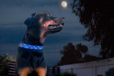 "Moonbeam" Beaded Dog Collar