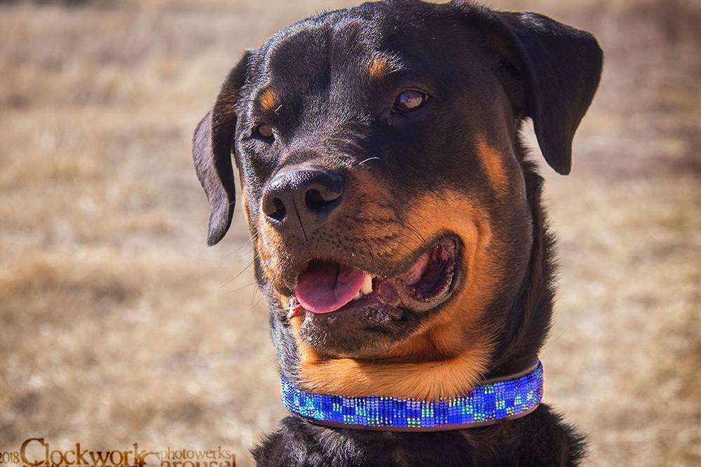 Moonbeam" Beaded Dog Collar Exceptional Equestrian1