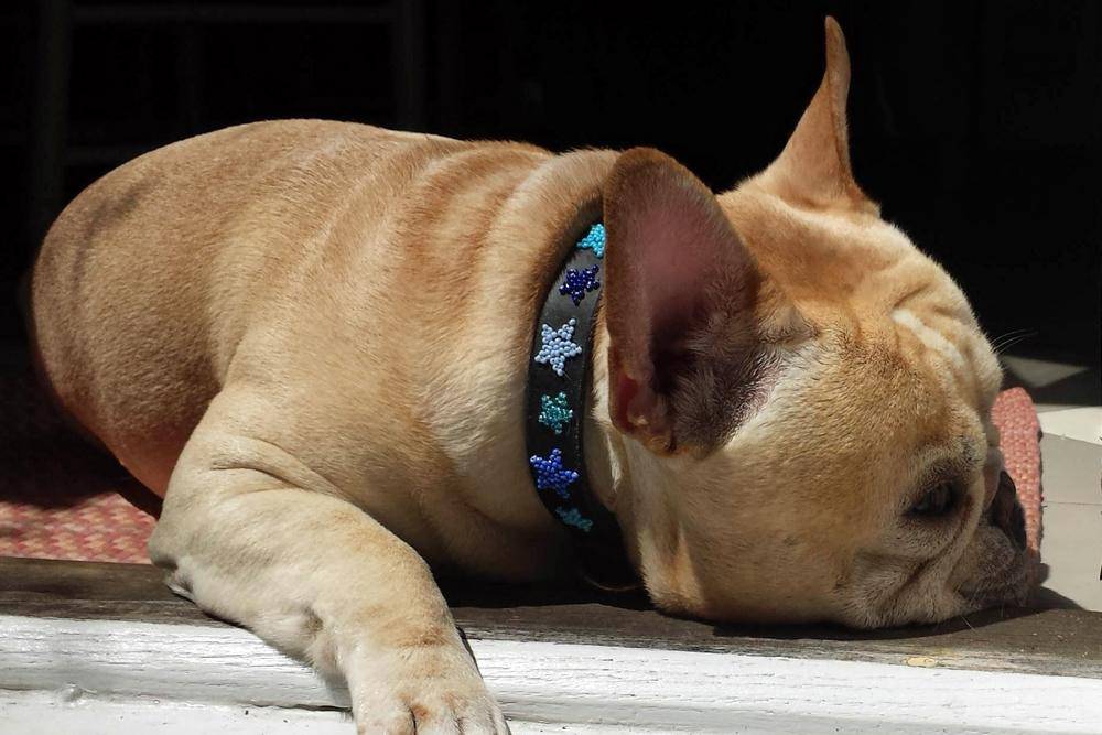 "Indigo Stars" Beaded Dog Collar
