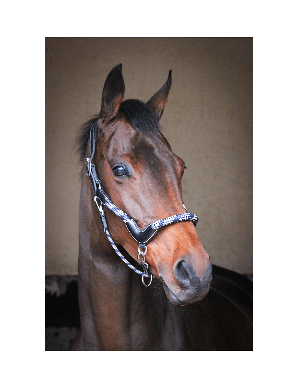 JUMP'IN "Travel" Halter - One Collection - Exceptional Equestrian