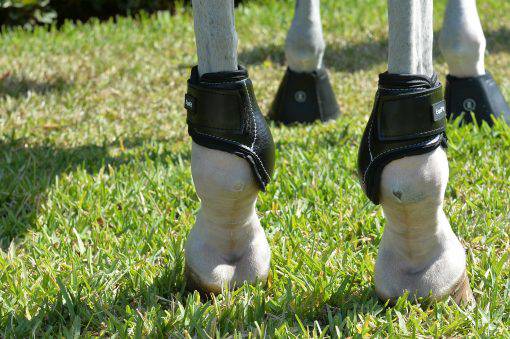 Young Horse Hind Boot by Equifit - Exceptional Equestrian 