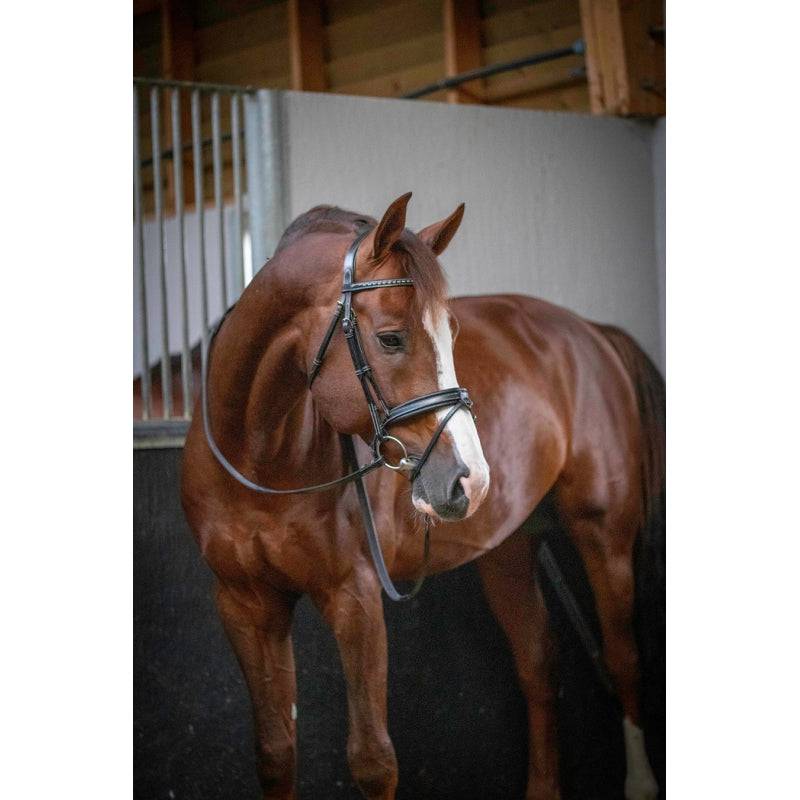 Pénélope - Daily Bridle - Exceptional Equestrian