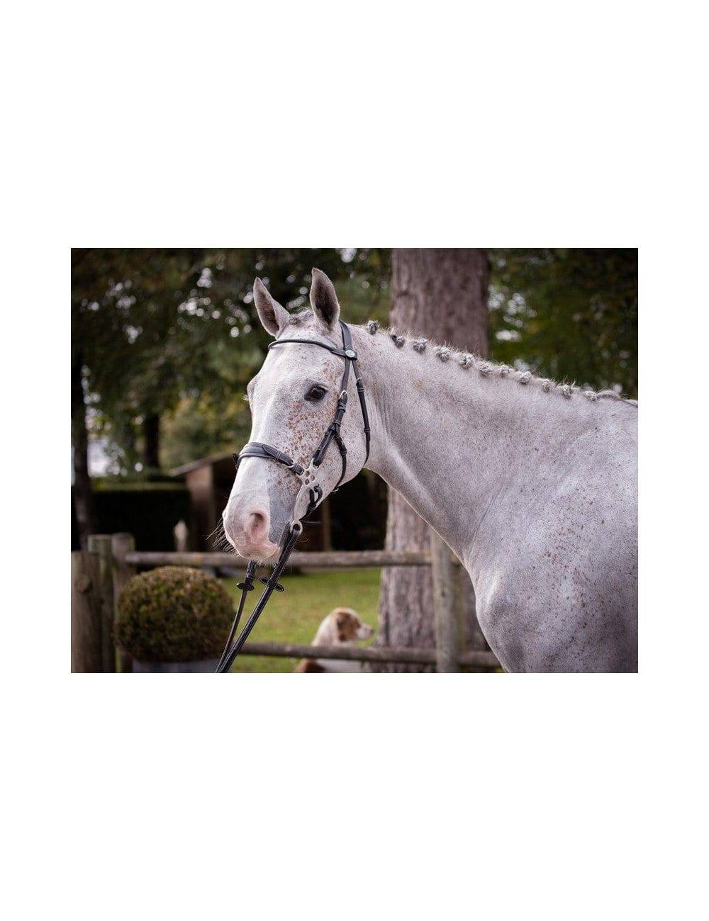 Bridon Jump'In Week Hackamore | Bridons