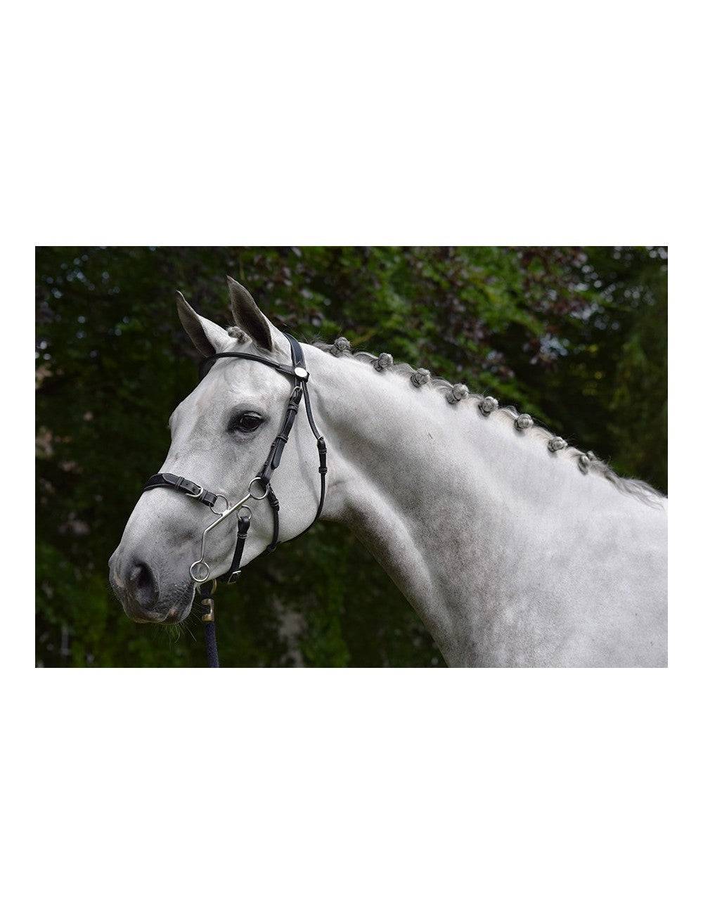 JUMP'IN Hackamore Bridle - Week Collection - Full Size Only - Exceptional Equestrian