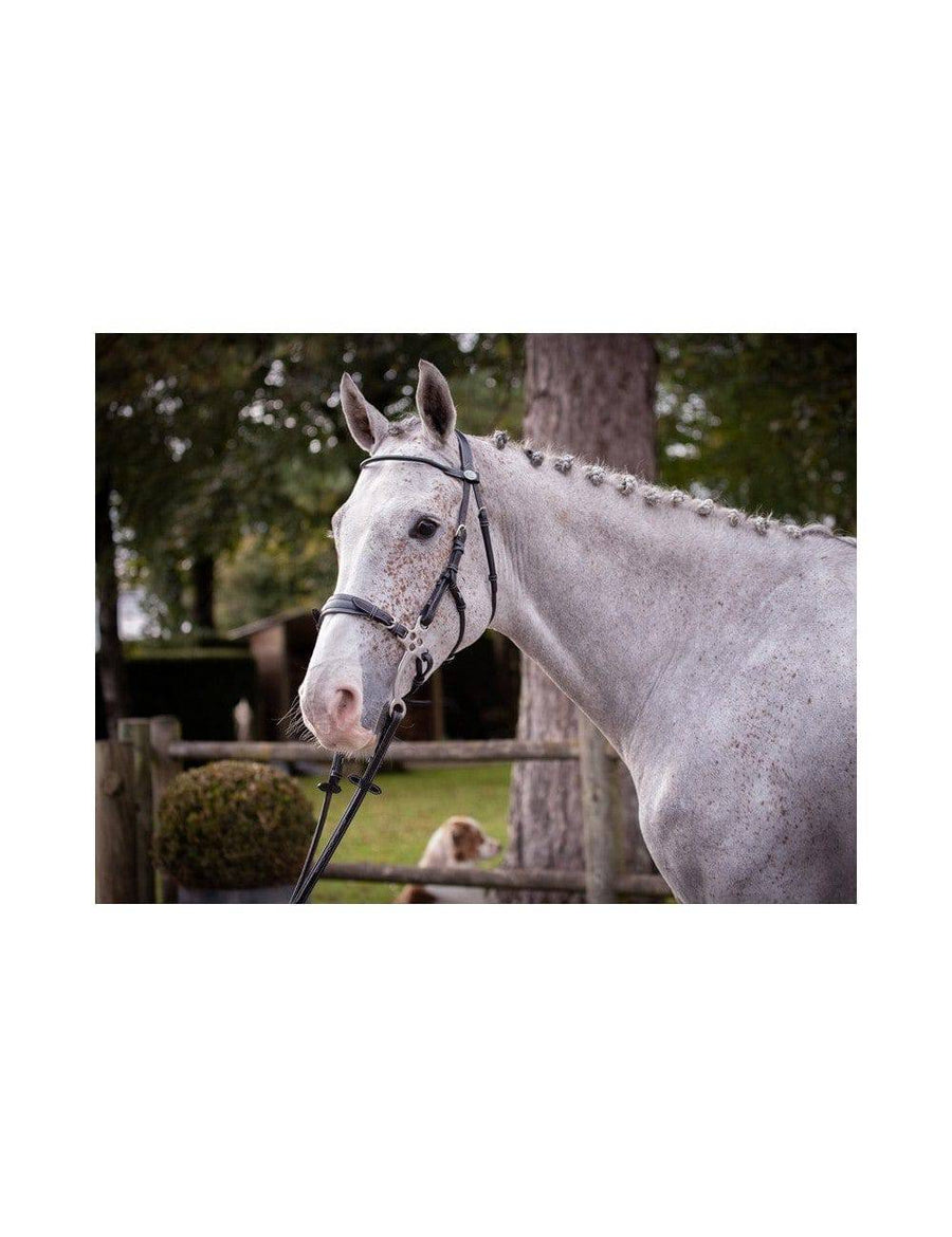 JUMP'IN Hackamore Bridle - Week Collection - Full Size Only - Exceptional Equestrian 