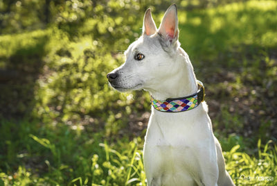 "Posey Argyle" Beaded Dog Collar