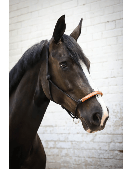 Pénélope - American Rope Halter - Exceptional Equestrian
