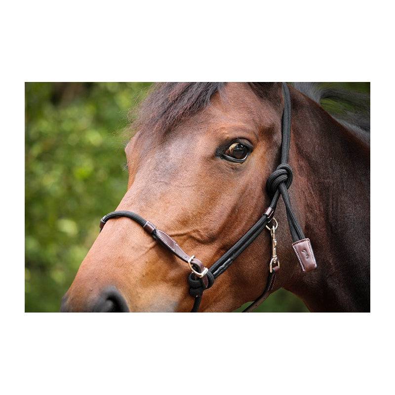 Pénélope - Ethological Halter - Exceptional Equestrian