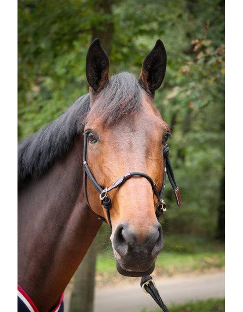 Pénélope - Ethological Halter - Exceptional Equestrian 